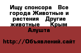 Ищу спонсора - Все города Животные и растения » Другие животные   . Крым,Алушта